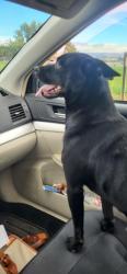 Found/Stray Female Dog last seen Cottonwood and Stein, Yakima County, WA 98908