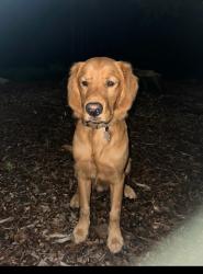 Reunited Male Dog last seen McElroy, Kay road, Judy lane, Fayetteville, GA 30214
