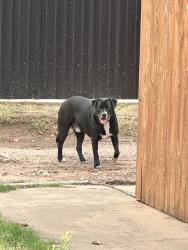 Found/Stray Male Dog last seen 69th & Gary, Lubbock, TX 79413