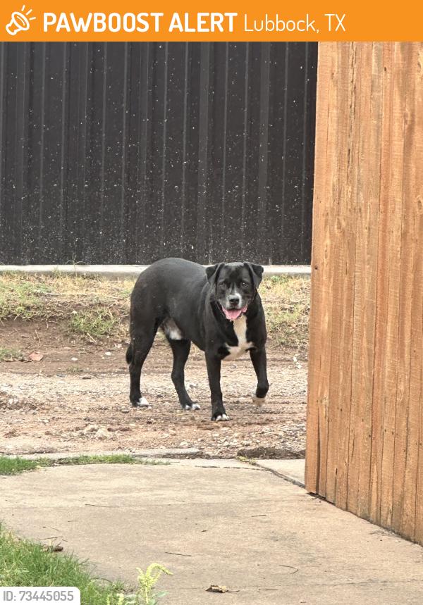 Found/Stray Male Dog last seen 69th & Gary, Lubbock, TX 79413