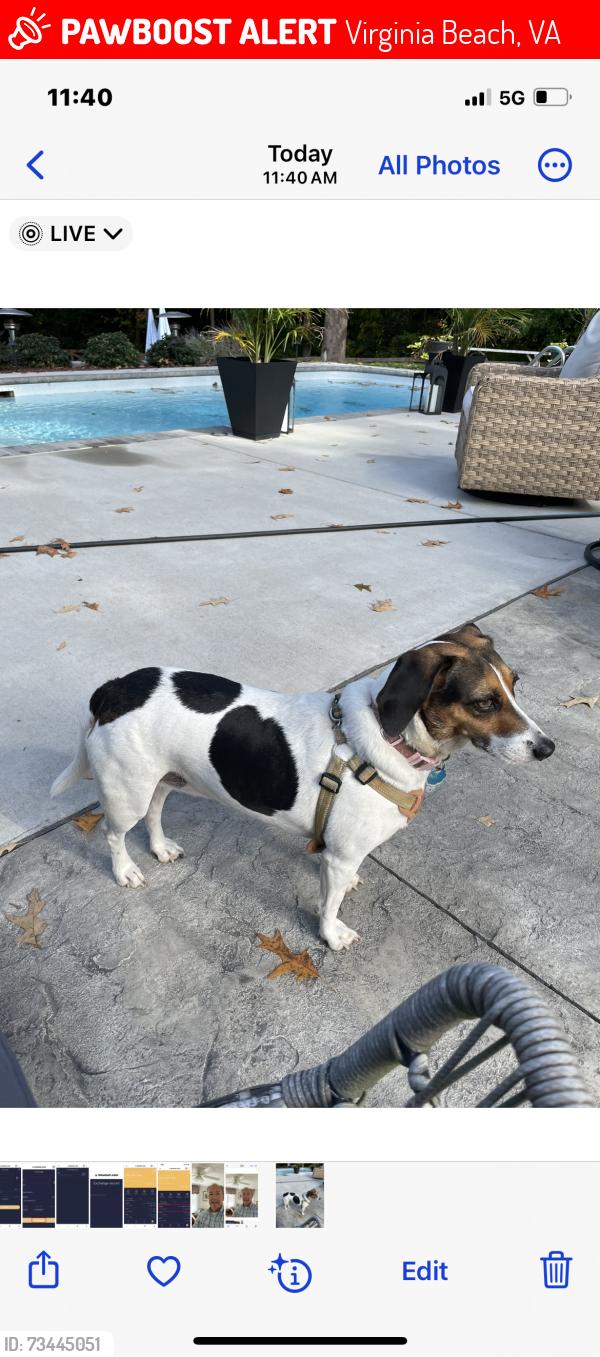 Lost Female Dog last seen Near and Atlantic, Virginia Beach, VA 23451