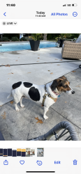 Lost Female Dog last seen Near and Atlantic, Virginia Beach, VA 23451