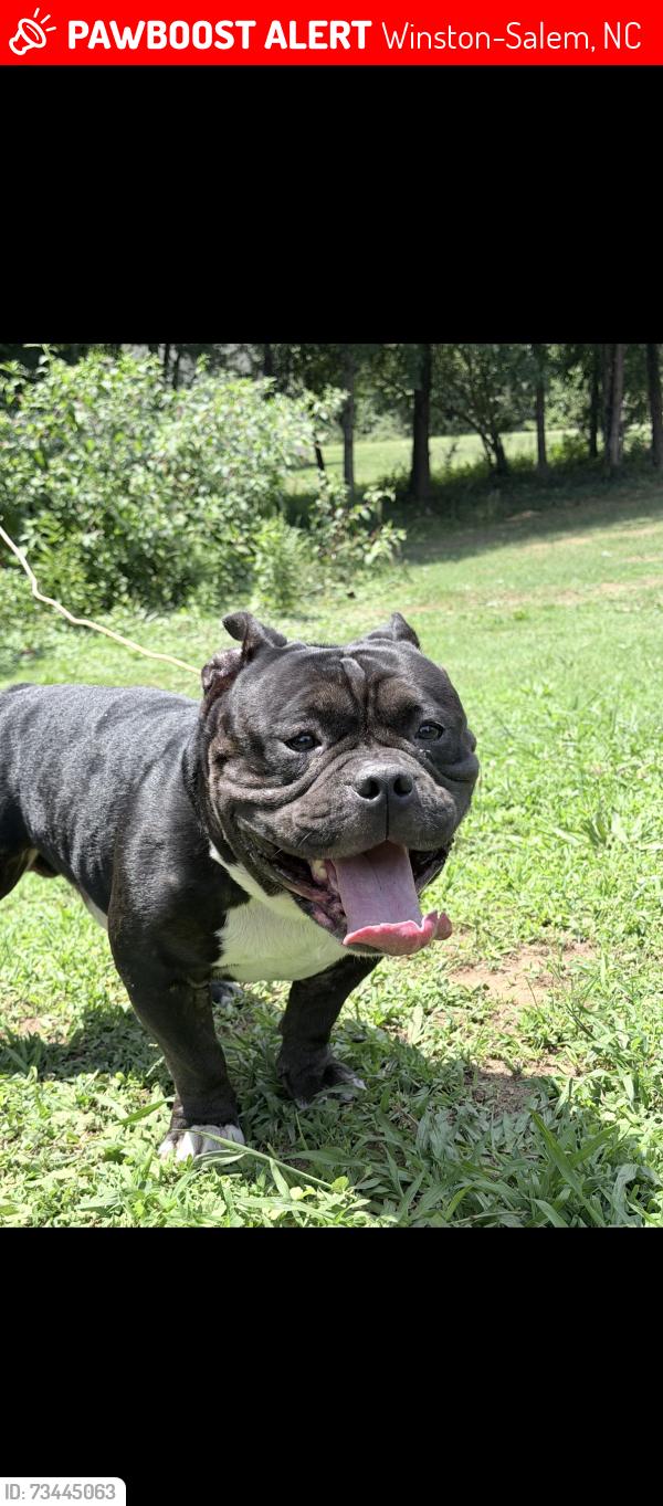 Lost Male Dog last seen Winston lake, Winston-Salem, NC 27105