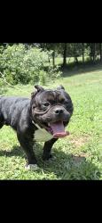 Lost Male Dog last seen Winston lake, Winston-Salem, NC 27105