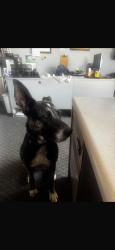 Lost Female Dog last seen Clinton and 99, Fresno, CA 93705