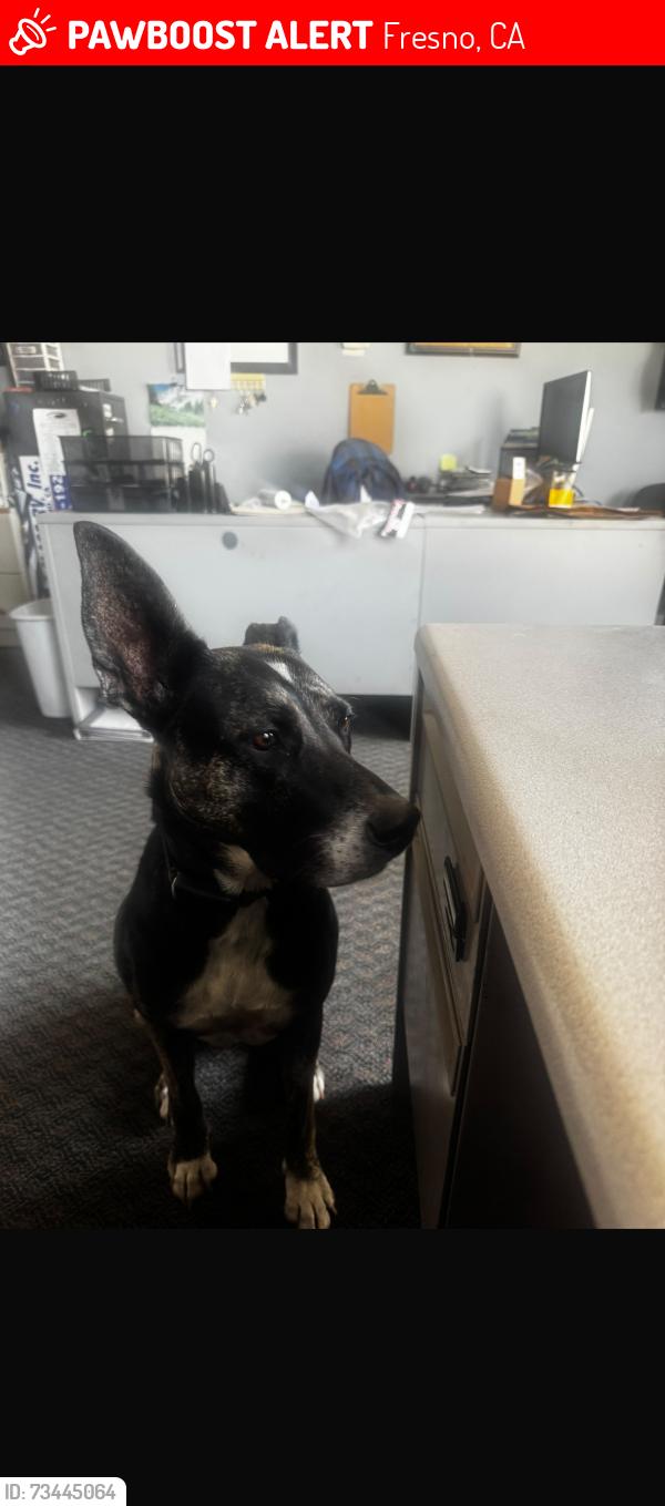 Lost Female Dog last seen Clinton and 99, Fresno, CA 93705