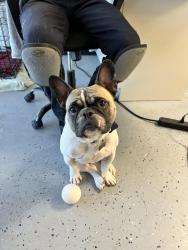 Reunited Male Dog last seen Acacia elementary school, Phoenix, AZ 85029