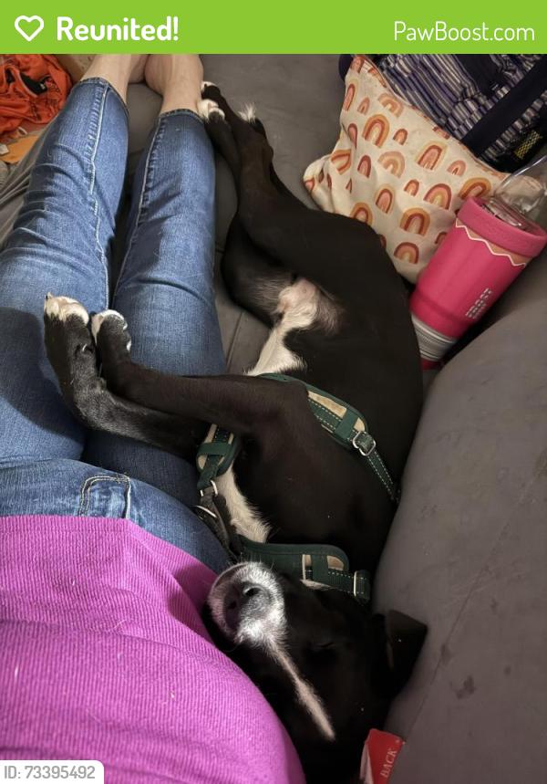 Reunited Male Dog last seen Last spotted in The Falls neighborhood off of Imperial Promenade., Spring, TX 77386