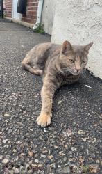 Reunited Female Cat last seen Rotterdam rd north, Village Shires, PA 18966