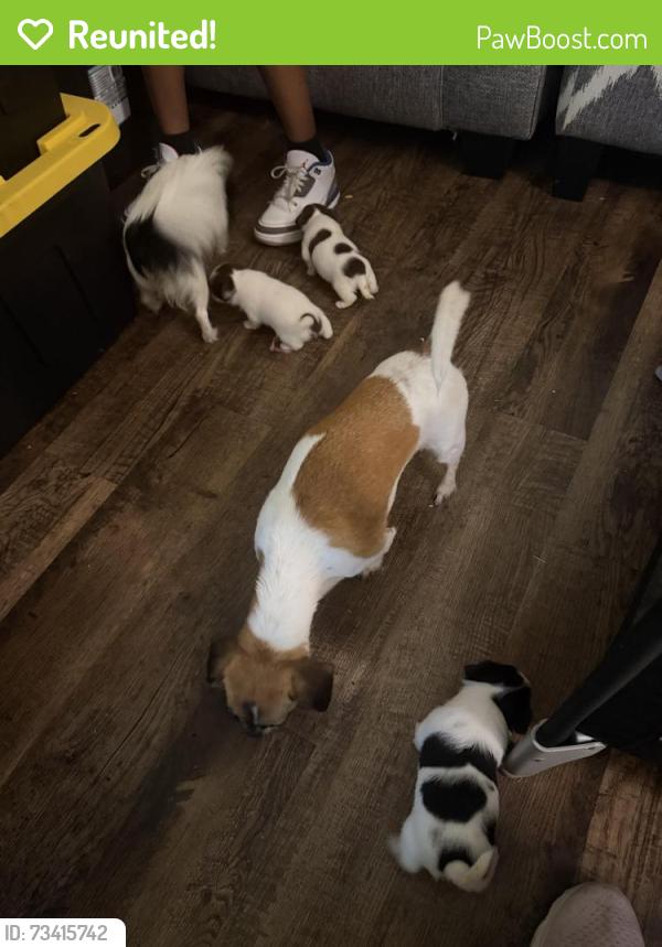 Reunited Female Dog last seen Warwick and old courthouse way, Newport News, VA 23608
