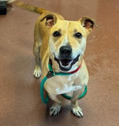Shelter Stray Male Dog last seen Near Hegenberger Road, OAKLAND, CA, 94621, 8323 Baldwin St, Oakland, CA 94621, USA