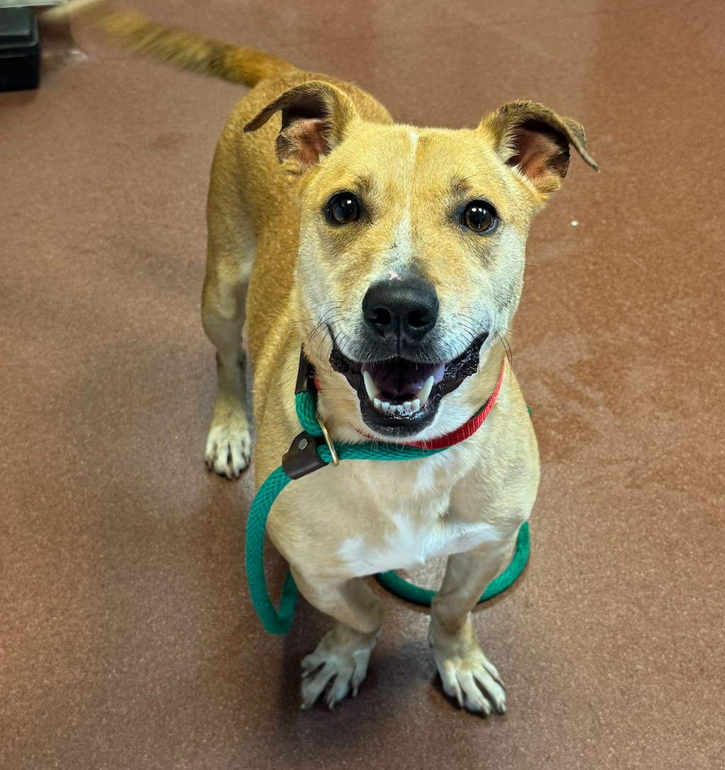 Shelter Stray Male Dog last seen Near Hegenberger Road, OAKLAND, CA, 94621, 8323 Baldwin St, Oakland, CA 94621, USA