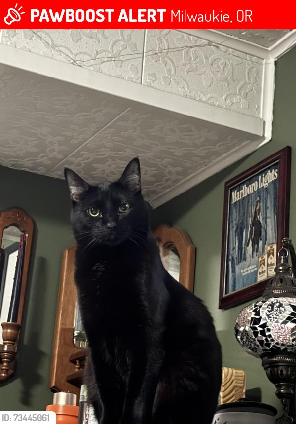 Lost Male Cat last seen 40th and Llewellyn near 7/11 and Safeway, Milwaukie, OR 97222