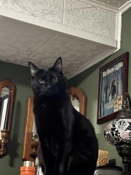Lost Male Cat last seen 40th and Llewellyn near 7/11 and Safeway, Milwaukie, OR 97222