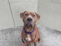 Shelter Stray Male Dog last seen Found tied up to a bench outside MACC, NEW YORK, NY, 10029, 326 E 110th St, New York, NY 10029, USA