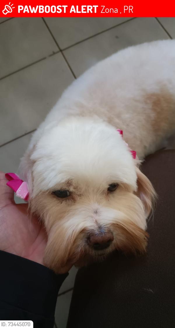 Lost Female Dog last seen rua bernardino de campos, Zona 07, PR 