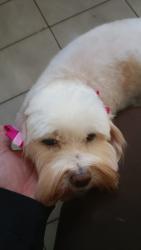 Lost Female Dog last seen rua bernardino de campos, Zona 07, PR 