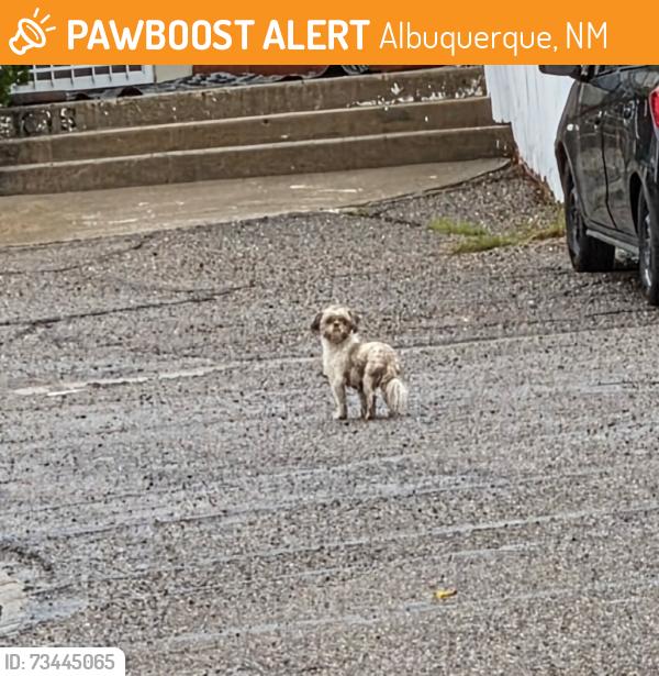 Found/Stray Unknown Dog last seen University & gibson, Albuquerque, NM 87106