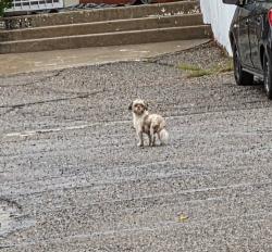 Found/Stray Unknown Dog last seen University & gibson, Albuquerque, NM 87106