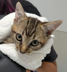 Shelter Stray Male Cat last seen Near Billow Drive, San Diego, CA, 92114, 5500 Gaines St, San Diego, CA 92110, USA