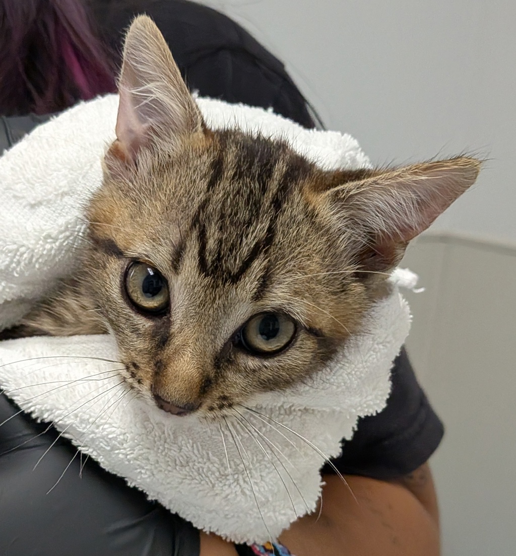 Shelter Stray Male Cat last seen Near Billow Drive, San Diego, CA, 92114, 5500 Gaines St, San Diego, CA 92110, USA