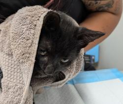 Shelter Stray Male Cat last seen Near Billow Drive, San Diego, CA, 92113, 5500 Gaines St, San Diego, CA 92110, USA