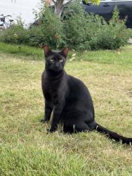 Lost Male Cat last seen Nelson ranch, Cedar Park, TX 78613