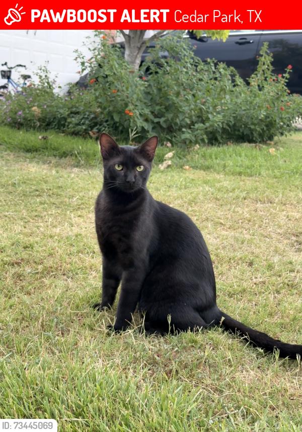 Lost Male Cat last seen Nelson ranch, Cedar Park, TX 78613