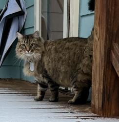 Lost Male Cat last seen Blake & Braeburn, Atlanta, GA 30316