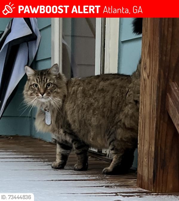 Lost Male Cat last seen Blake & Braeburn, Atlanta, GA 30316