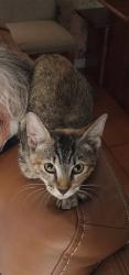 Found/Stray Unknown Cat last seen NW 39th Ct and Rock Island, Coral Springs, FL 33065