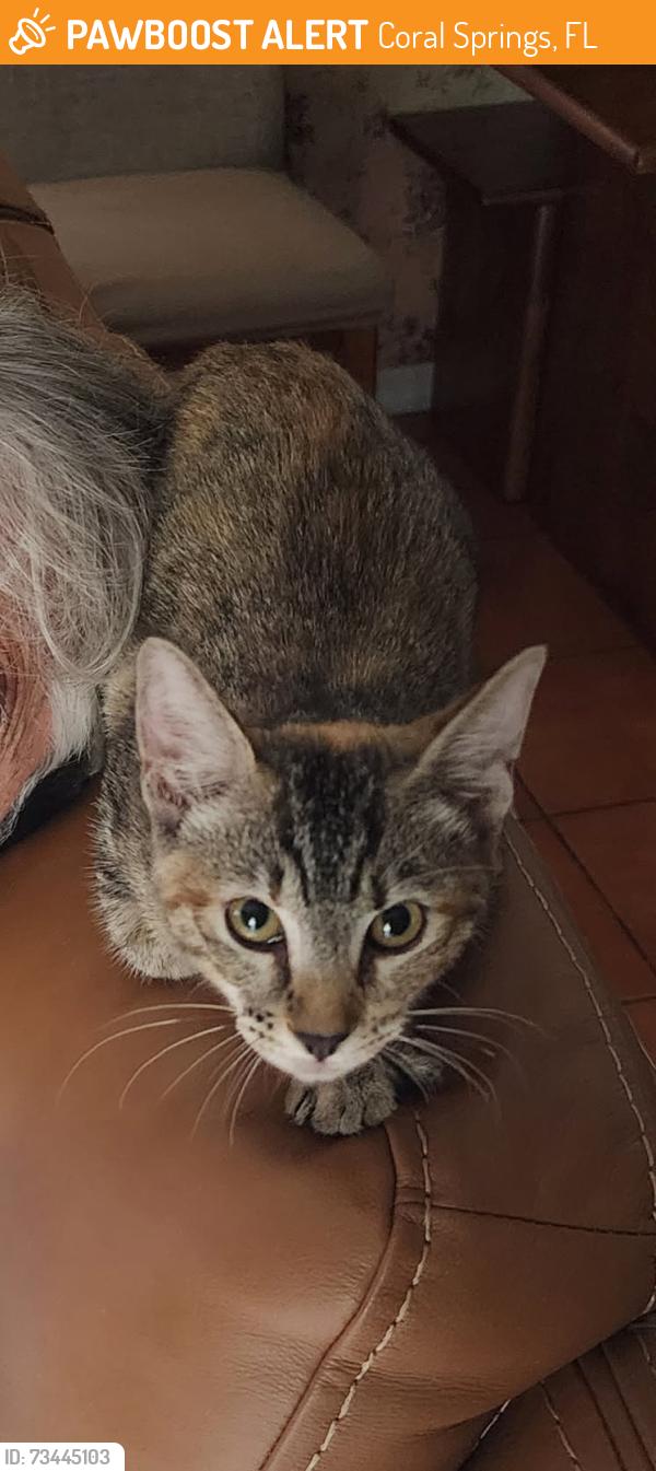 Found/Stray Unknown Cat last seen NW 39th Ct and Rock Island, Coral Springs, FL 33065
