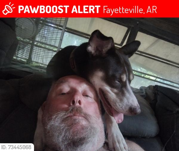 Lost Female Dog last seen Harris Dr Harris community, Fayetteville, AR 72701