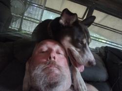Lost Female Dog last seen Harris Dr Harris community, Fayetteville, AR 72701