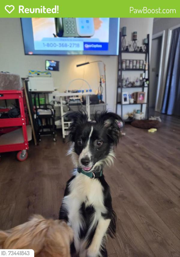 Reunited Male Dog last seen Wawona Street, Manteca CA, Manteca, CA 95337