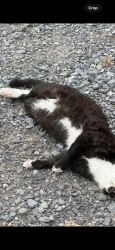 Found/Stray Unknown Cat last seen Near fox’s pizza across from Waterford landing apts, Carnot-Moon, PA 15108