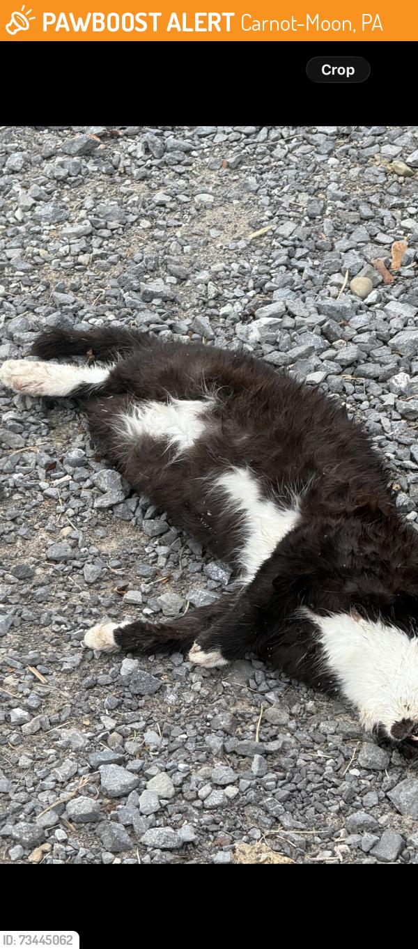 Found/Stray Unknown Cat last seen Near fox’s pizza across from Waterford landing apts, Carnot-Moon, PA 15108