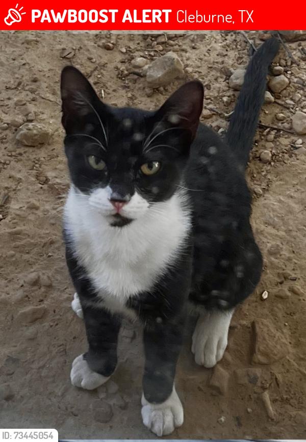 Lost Male Cat last seen Near Cleburne train station and Cleburne fire station 1. Down the road from Henderson Street Baptist Church., Cleburne, TX 76031