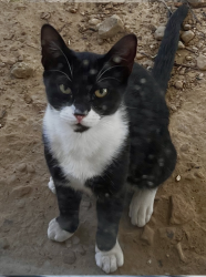 Lost Male Cat last seen Near Cleburne train station and Cleburne fire station 1. Down the road from Henderson Street Baptist Church., Cleburne, TX 76031