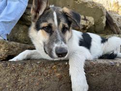 Lost Male Dog last seen Near Daytona dr, Mobile, AL 36605