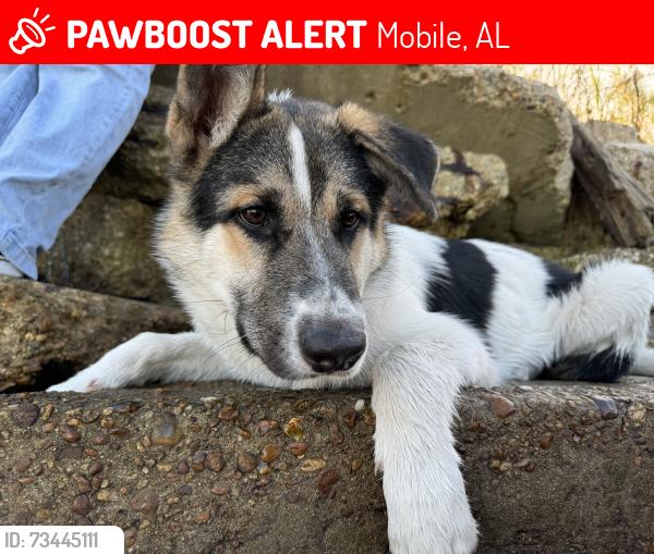 Lost Male Dog last seen Near Daytona dr, Mobile, AL 36605