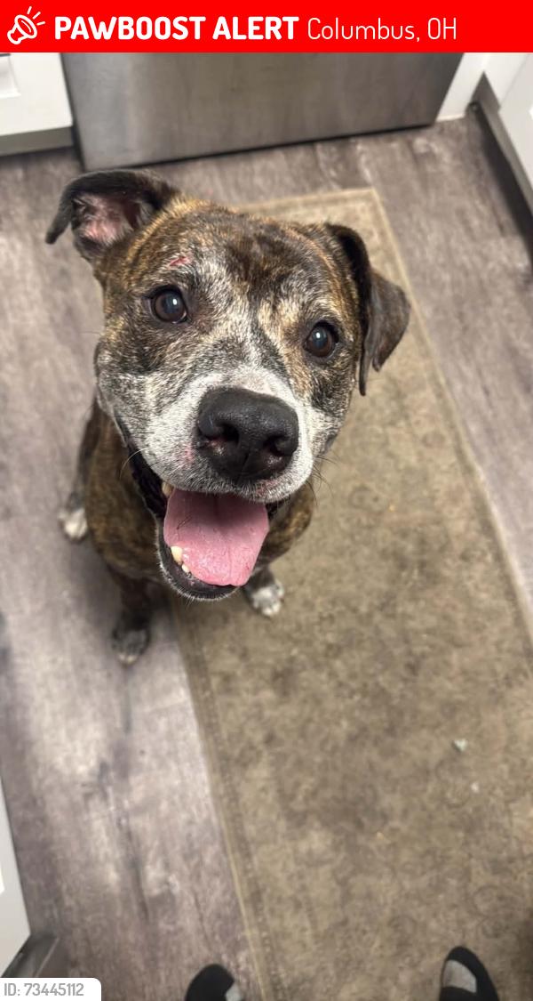 Lost Male Dog last seen Feder road by Wexford lake apmts, Columbus, OH 43228