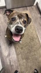 Lost Male Dog last seen Feder road by Wexford lake apmts, Columbus, OH 43228