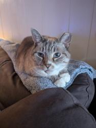 Lost Female Cat last seen Woodstock, Lambert st, Philadelphia, PA 19145