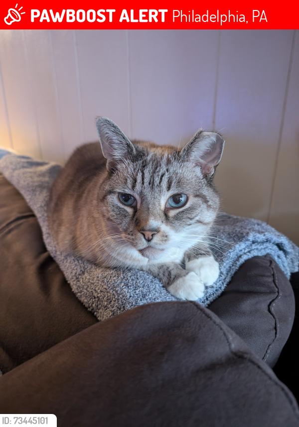 Lost Female Cat last seen Woodstock, Lambert st, Philadelphia, PA 19145
