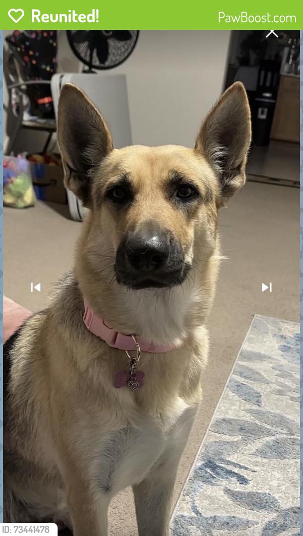 Reunited Female Dog last seen Avondale Blvd, Avondale, AZ, USA, Avondale, AZ 85323