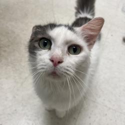 Shelter Stray Male Cat last seen , Animal Care & Control Team of Philly, 111 W Hunting Park Ave, Philadelphia, PA 19140, USA