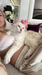 Lost Male Cat last seen Rogers garden, Newport Beach, CA 92660