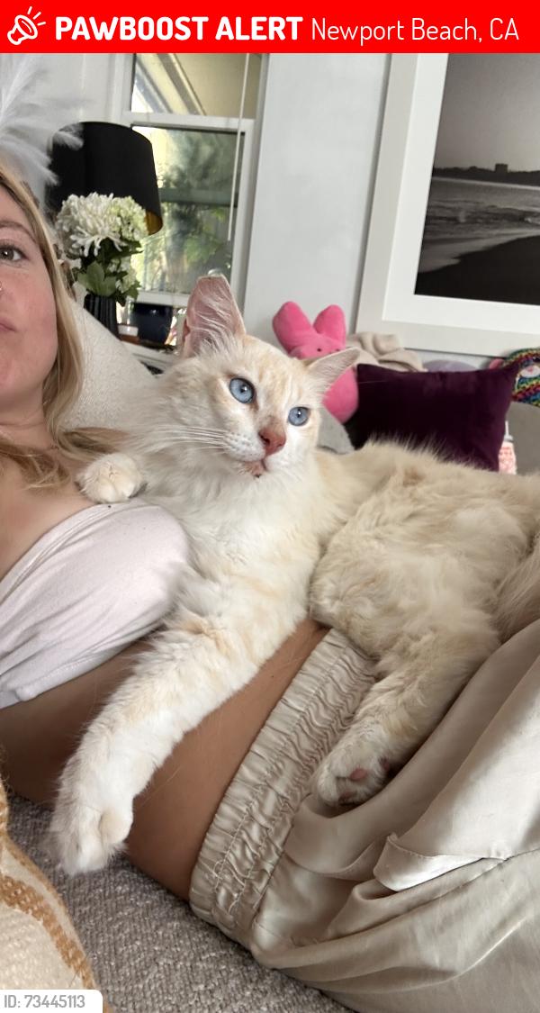 Lost Male Cat last seen Rogers garden, Newport Beach, CA 92660