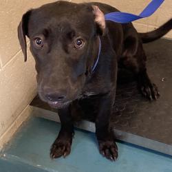 Shelter Stray Female Dog last seen , 2350 Appling City Cove, Memphis, TN 38133, USA